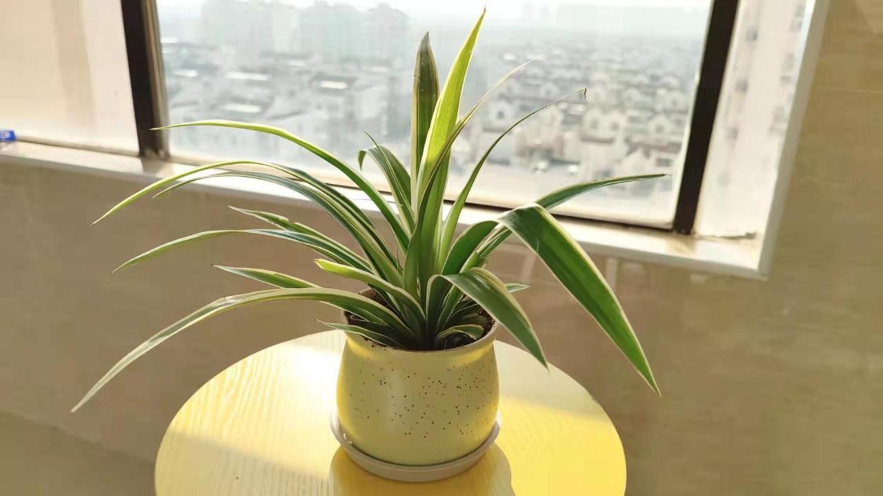 Mrs Li's Apartemen